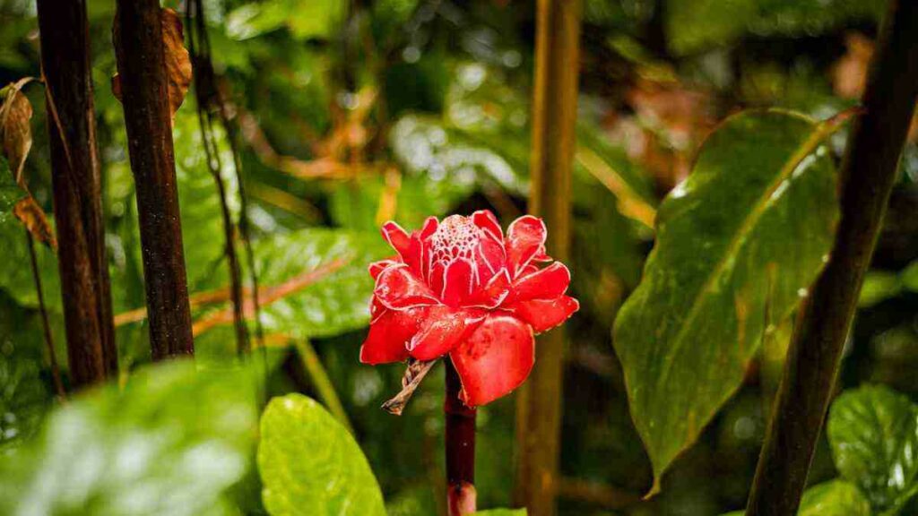 Khasiat Luar Biasa Daun Honje Dalam Pengobatan Tradisional