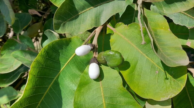 Bhilawa Yang Juga Di Kenal Biji Kacang Mete