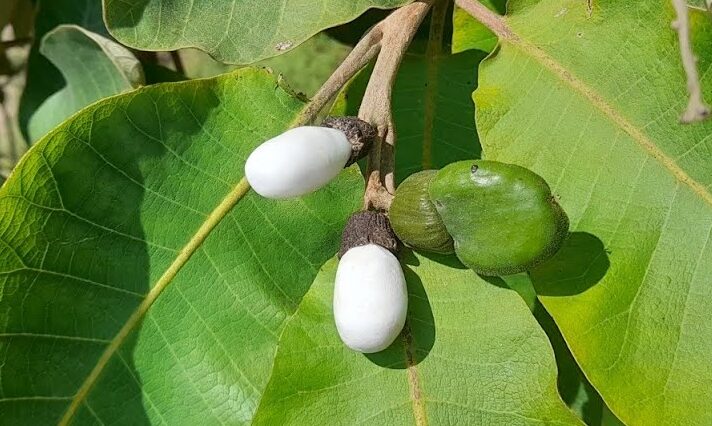 Bhilawa Yang Juga Di Kenal Biji Kacang Mete