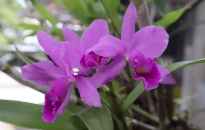 Bunga Anggrek Termasuk Tumbuhan Orchidaceae