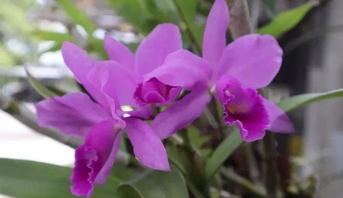 Bunga Anggrek Termasuk Tumbuhan Orchidaceae