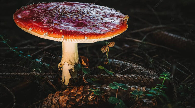 Jamur Amanita Salah Satu Jamur Genus Yang Beragam