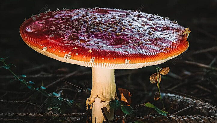 Jamur Amanita Salah Satu Jamur Genus Yang Beragam