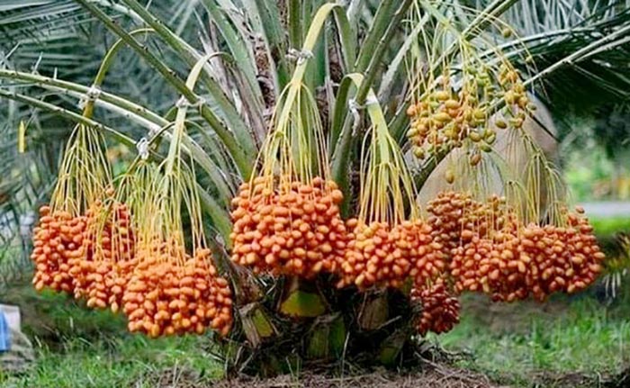 Pohon Kurma Atau Phoenix Dactylifera Sejenis Palem