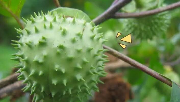 Buah Kecubung Adalah Sebuah Tanaman Datura Metel