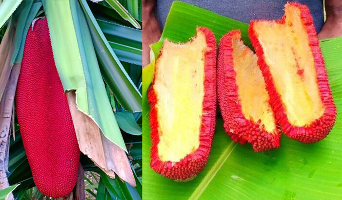 Buah Merah Atau Pandanus Conoideus Wilayah Papua