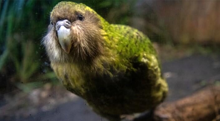 Burung Kakapo Atau Burung Hantu Beo