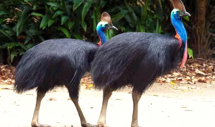 Burung Kasuari Spesies Besar Dan Unik Pulau Papua