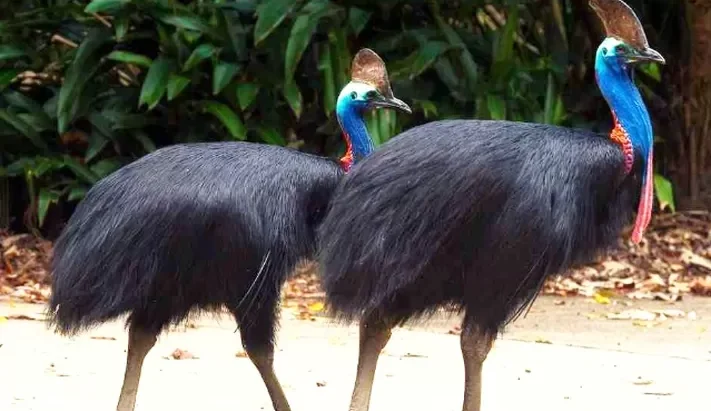 Burung Kasuari Spesies Besar Dan Unik Pulau Papua