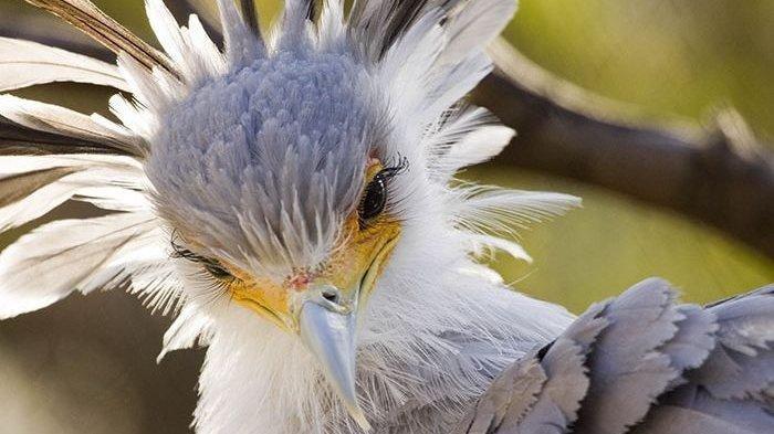 Burung Sekretaris Pemangsa Hewan Yang Unik Dan Sangat Khas