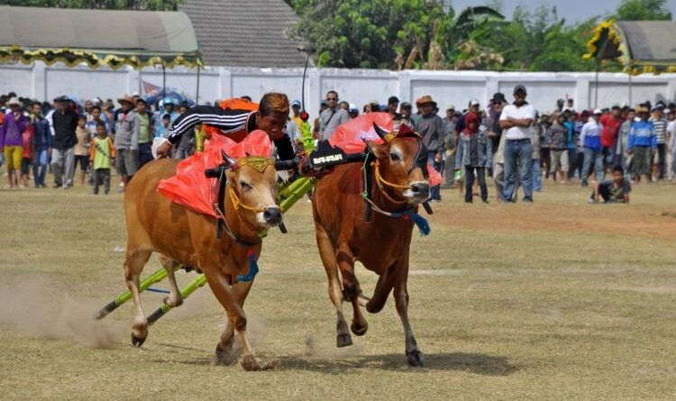 Karapan Sapi Tradisi Yang Berasal Dari Madura