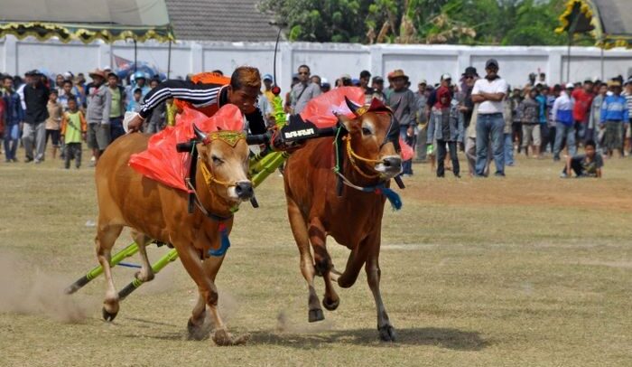 Karapan Sapi Tradisi Yang Berasal Dari Madura