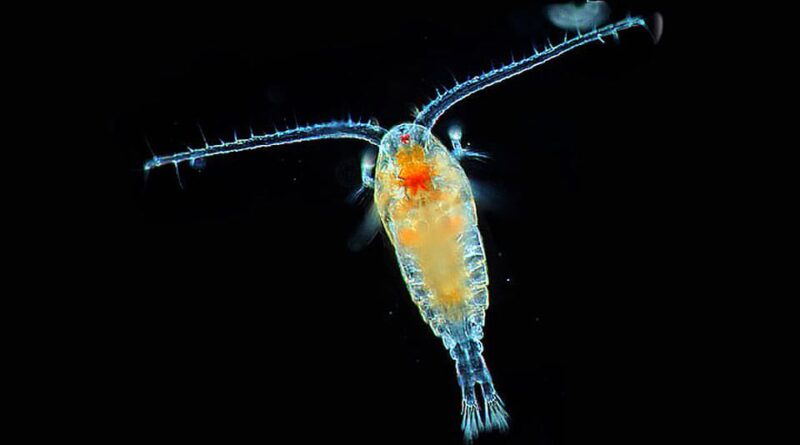 Plankton Adalah Jenis Organisme Mikropis Yang Mengapung Di Air