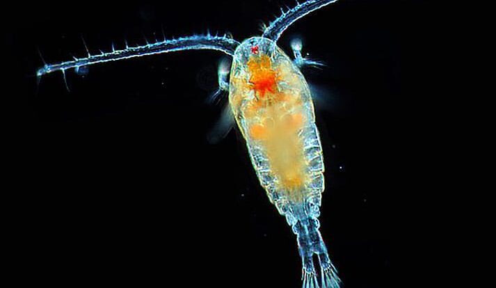 Plankton Adalah Jenis Organisme Mikropis Yang Mengapung Di Air