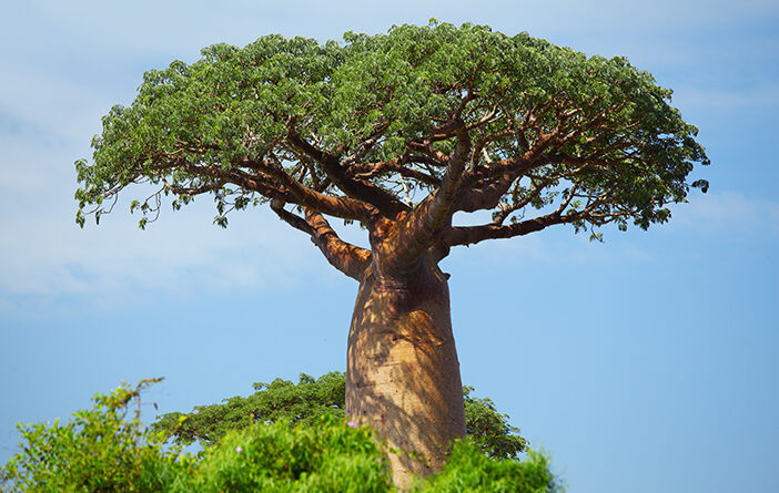 Pohon Baobab Merupakan Ikon Benua Afrika