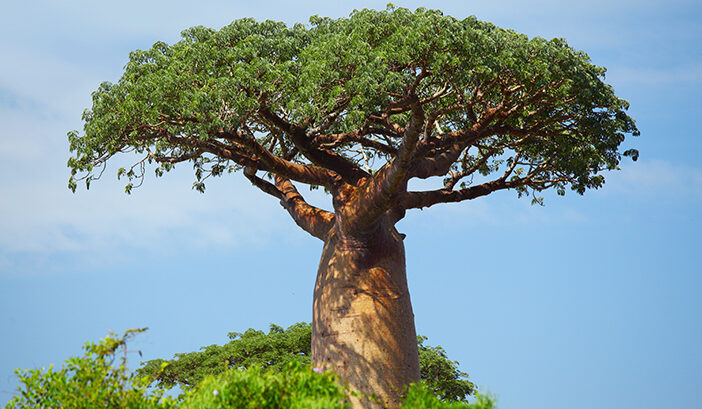 Pohon Baobab Merupakan Ikon Benua Afrika