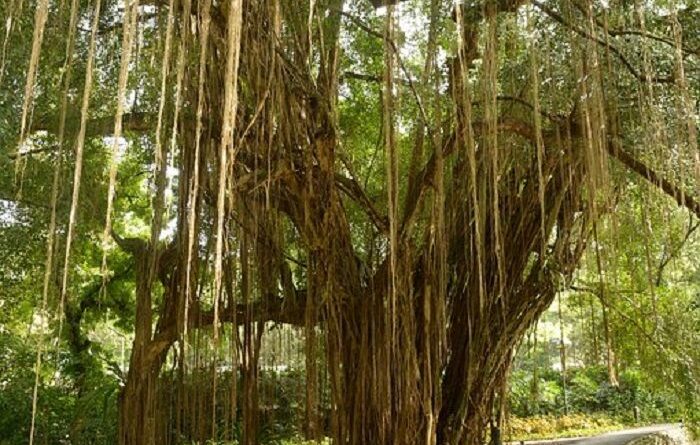 Pohon Beringin Spesies Tumbuhan Sejenis Ficus Benjamina