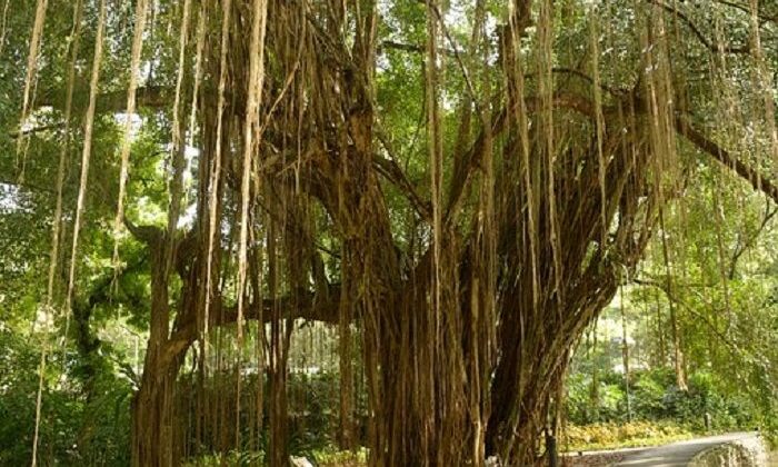 Pohon Beringin Spesies Tumbuhan Sejenis Ficus Benjamina