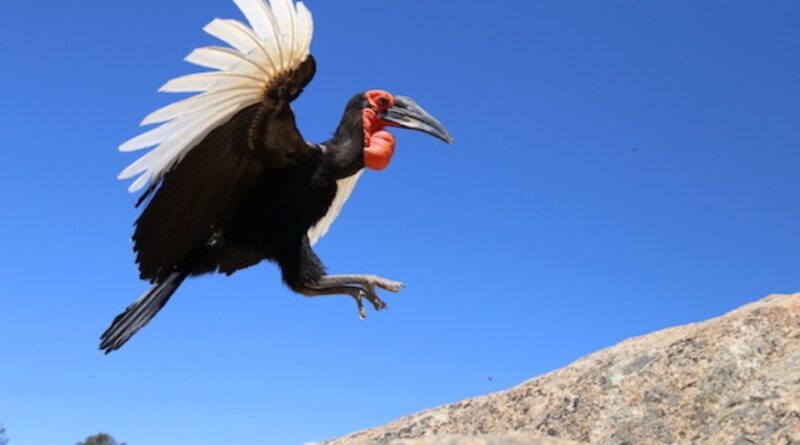 Rangkong Tanah Spesies Burung Dari Genus Buceros