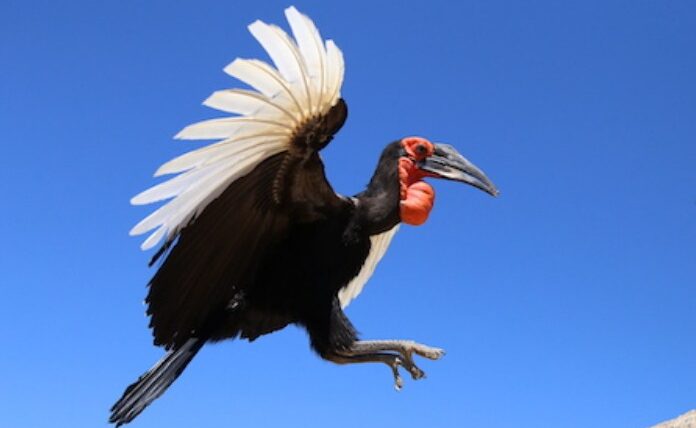 Rangkong Tanah Spesies Burung Dari Genus Buceros