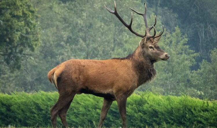 Rusa Salah Satu Jenis Mamalia Keluarga Cervidae