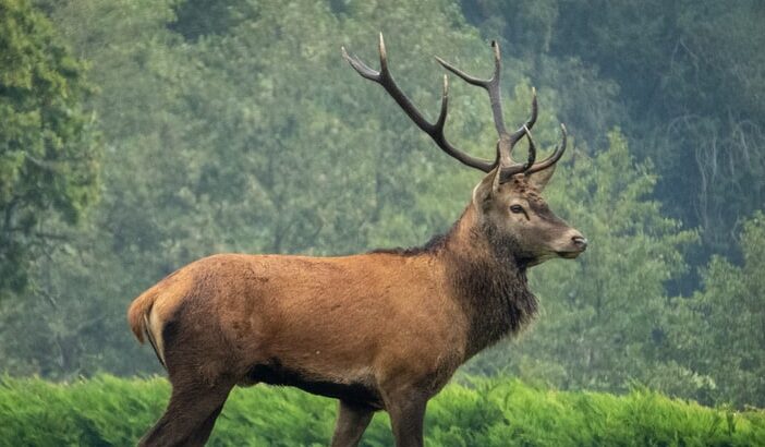 Rusa Salah Satu Jenis Mamalia Keluarga Cervidae