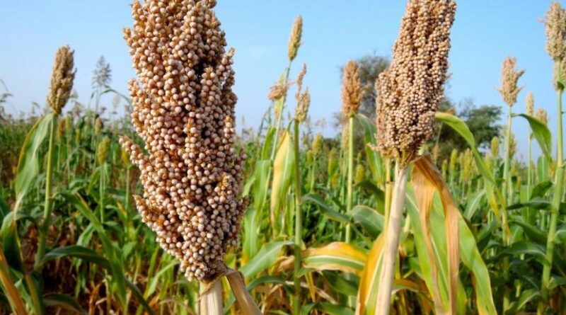 Sorgum Adalah Tanaman Bijian Atau Poaceae