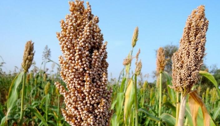 Sorgum Adalah Tanaman Bijian Atau Poaceae