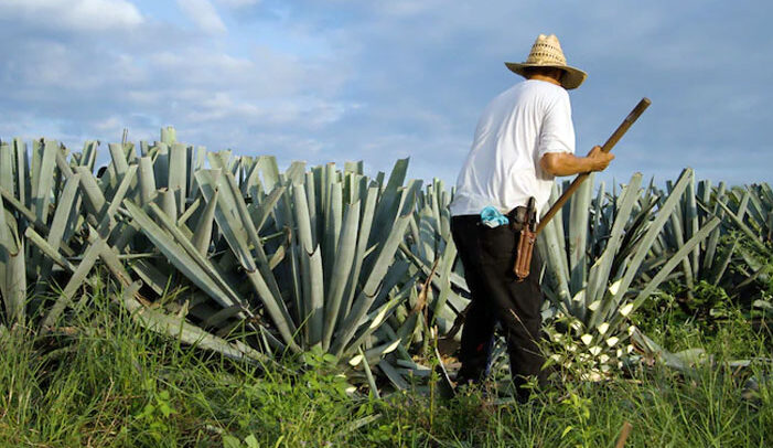 Tanaman Agave Atau Lidah Naga Berbentuk Duri