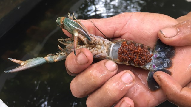 Cara Mengatasi Hama Pada Budidaya Lobster Air Tawar