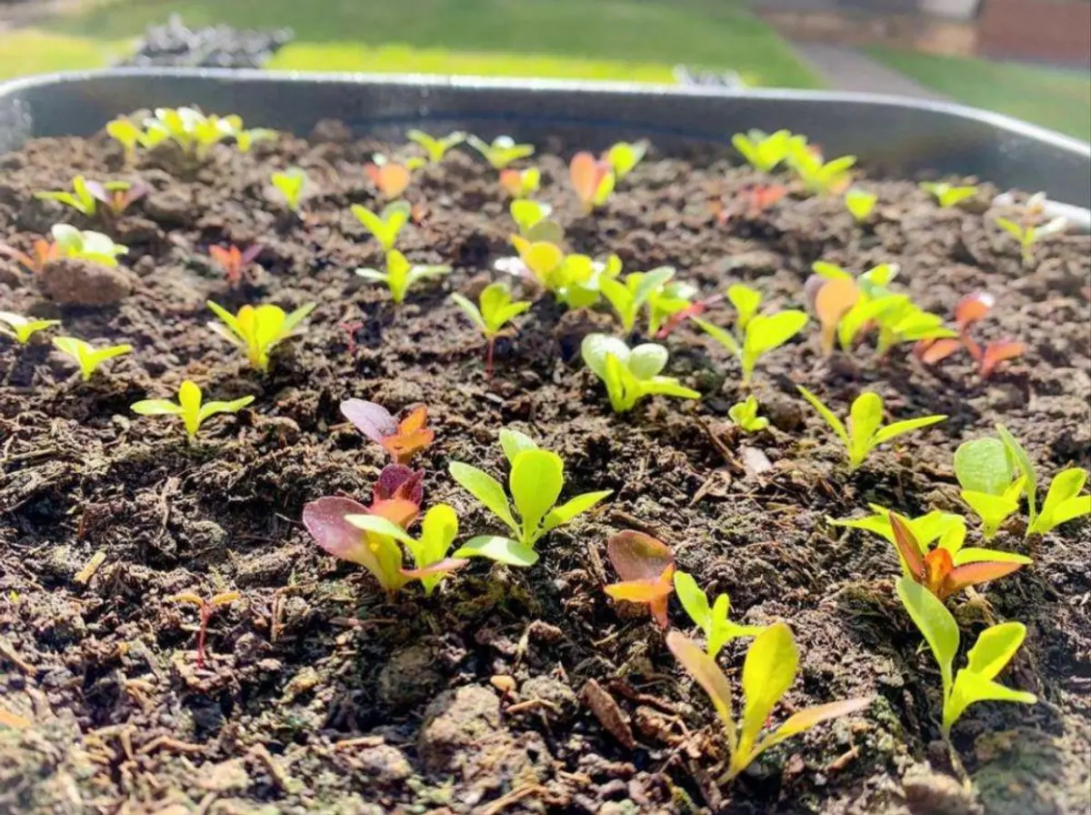 Fungsi Fitohormon: Pertumbuhan Dan Perkembangan Tanaman