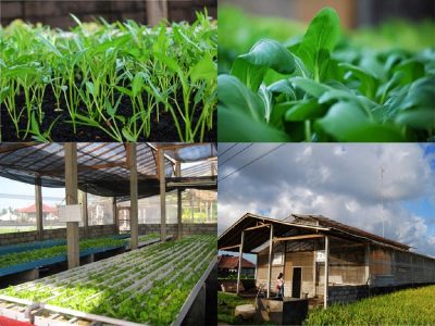 Hidup Sehat Dengan Pertanian Organik Yang Ramah Lingkungan