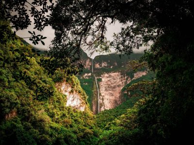 Mengungkap Kedalaman Dan Misteri Fauna Hutan Amazon