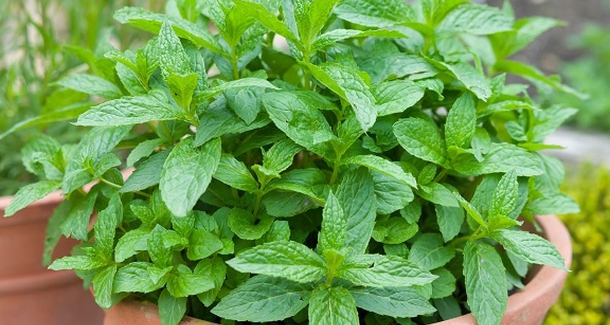 Tanaman Daun Mint Aroma Khas Dan Juga Khasiatnya Luar Biasa