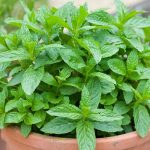 Tanaman Daun Mint Aroma Khas Dan Juga Khasiatnya Luar Biasa