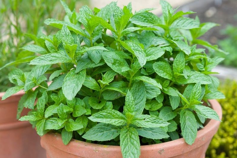 Tanaman Daun Mint