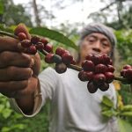 Kopi Sumatera Terenak Yang Ramai Di Incar