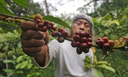 Kopi Sumatera Terenak Yang Ramai Di Incar