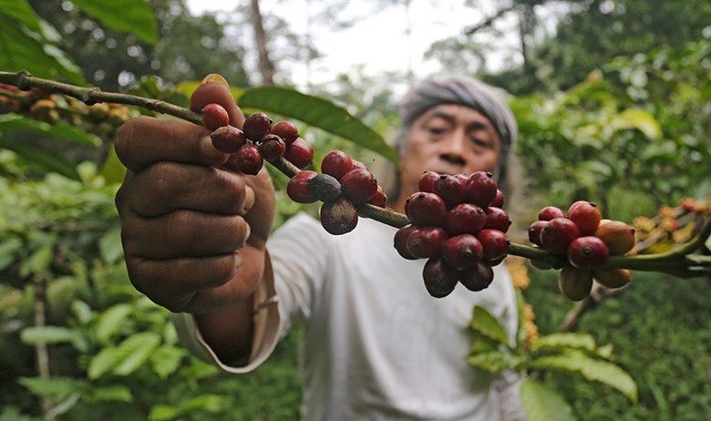 Kopi Sumatera Terenak Yang Ramai Di Incar