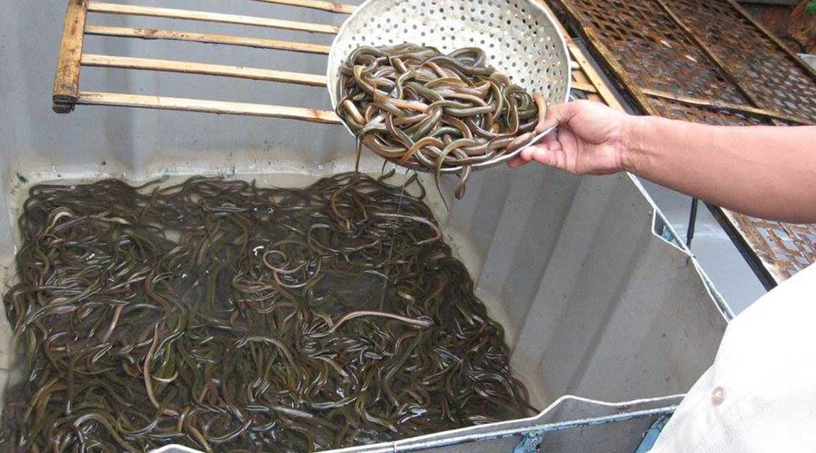 Bisnis Ternak Belut Menjadi Sumber Penghasilan Yang Menjanjikan