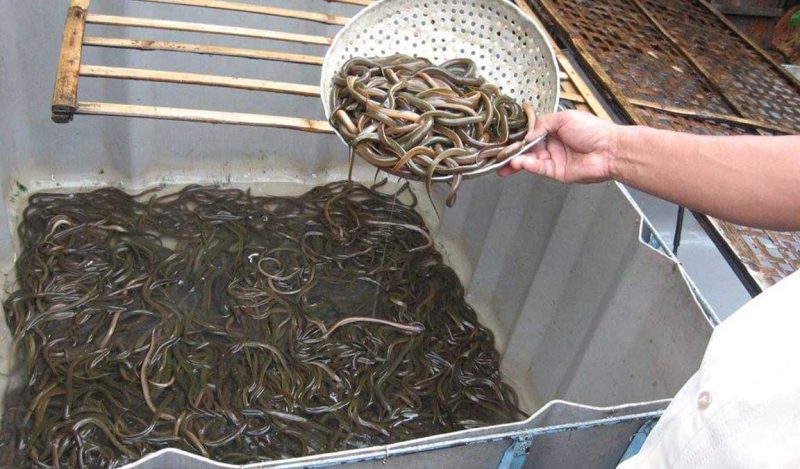 Bisnis Ternak Belut