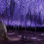 Pohon Wisteria Suatu Keindahan Yang Memikat Wisatawan