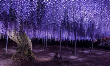 Pohon Wisteria Suatu Keindahan Yang Memikat Wisatawan