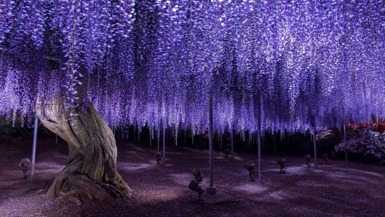 Pohon Wisteria Suatu Keindahan Yang Memikat Wisatawan