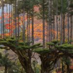 Teknik Daisugi Asal Jepang Yang Bertahan Berabad-Abad