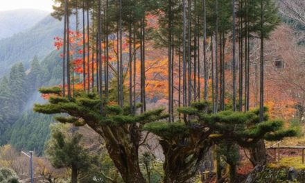 Teknik Daisugi Asal Jepang Yang Bertahan Berabad-Abad