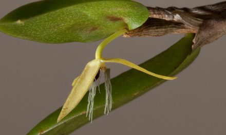 Bulbophyllum Nocturnum, Tanaman Anggrek Malam Dari Papua