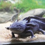 Salamander Hewan Unik Dalam Air Yang Mirip Kadal