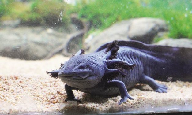 Salamander Hewan Unik Dalam Air Yang Mirip Kadal