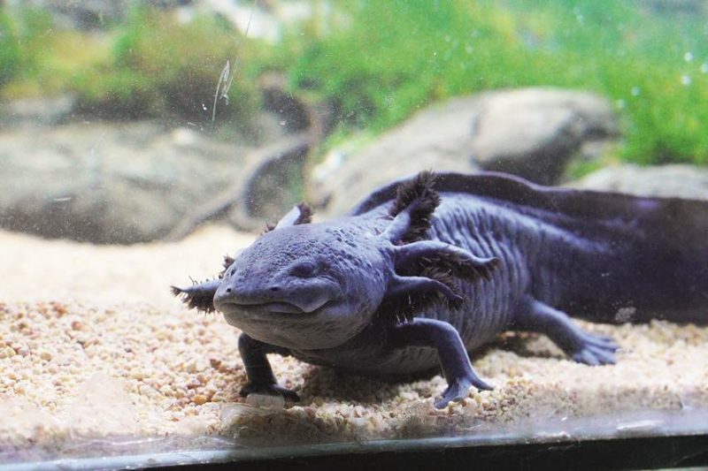 Salamander